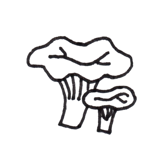 Line art icon of chanterelle mushrooms for the Artifacts and Trinkets collection page of MyyaTales.