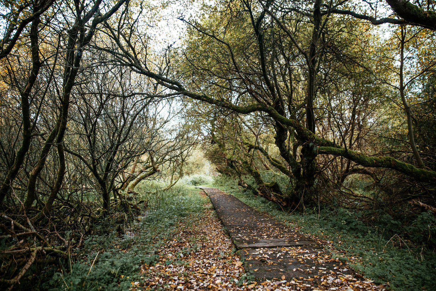 An enchanted, narrow path winding through mossy forest trees, illustrating Step 6 The Boundless Journey for the MyyaTales Chronicle.