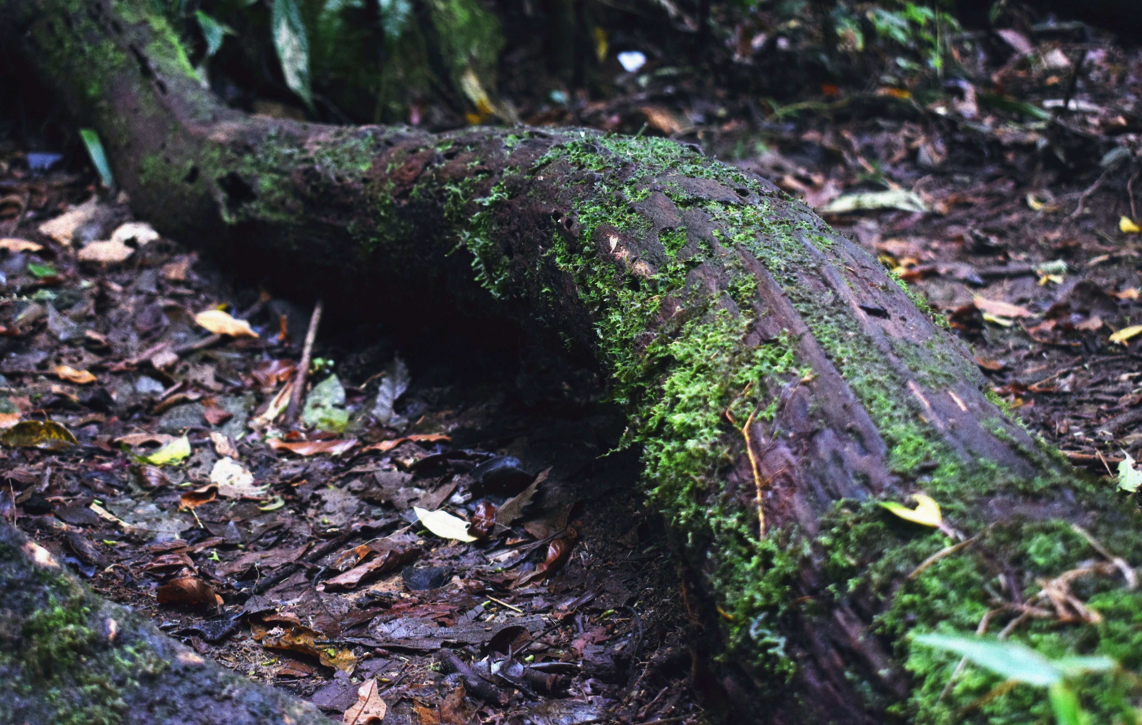 Close-up of a mystical, dark forest floor with vivid green moss and damp bark, acting as a background banner for the Moss Hortarium section by MyyaTales.