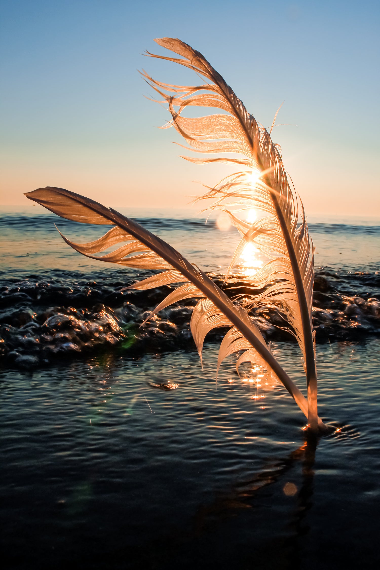 Two mystical feathers standing in the water during sunset, illustrating Step 2 The Mark of the Traveller for the MyyaTales Chronicle.