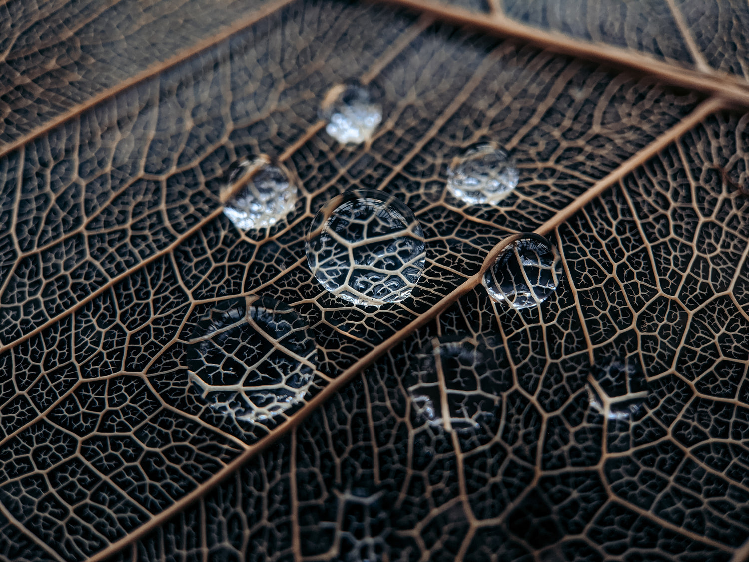 Macro shot of clear dewdrops magnifying a dark leaf, illustrating Step 4 The Trial of the Keeper verification process for MyyaTales.
